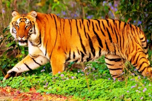 Uttaranchal Package